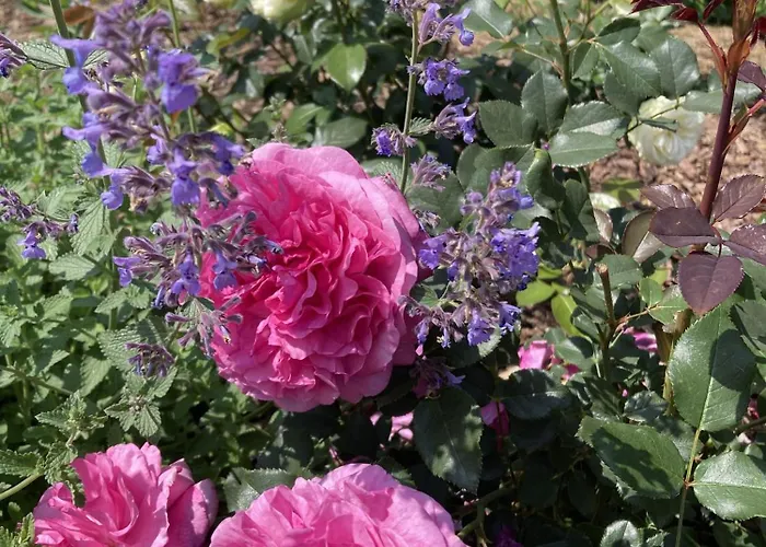 Przy Starym Basenie Собутка