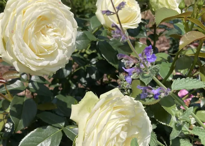 Апартаменты Przy Starym Basenie