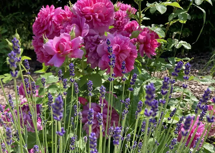 Апартаменты Przy Starym Basenie *